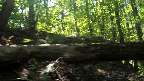 The remains of a tree in the forest. Dry tree trunk on the ground covered Stock Footage 158856883
