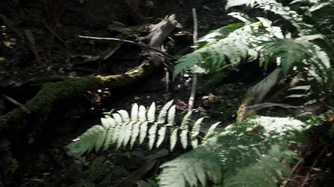 The remains of a tree in the forest. Dry tree trunk on the ground covered Stock Footage 158856955