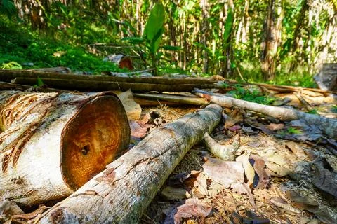 Remains of Tree Logging in a Sunlit Forest Stock Photos