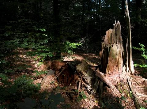 Remains of a tree Stock Photos