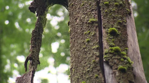 Remains of a tree in a primeval forest Stock Footage 59317807