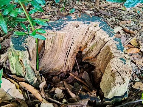 Remains of a tree trunk, pruned a long time ago. Stock Photos
