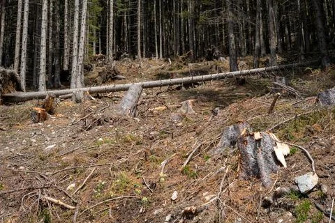 The remains of trees cut down in a mountain forest in the Austrian Alps Stock Photos