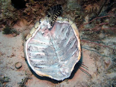 The remains of a turtle shell on the sea bed Stock Photos
