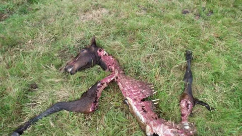 Remains of a young  horse devoured by wolves  - 238 Stock Footage 310502218