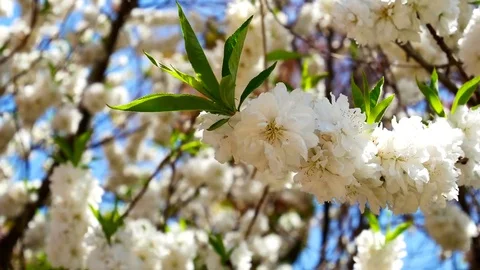 Remarkable cherry blossom: Vidéo 80149407