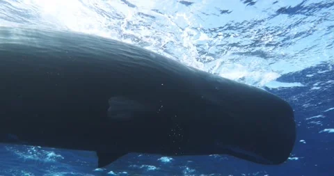A remarkable display of sperm whales herd swimming by and lonely pilot whale Stock Footage 260577463