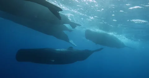 A remarkable display of sperm whales herd swimming by and cinematic light comes Stock Footage 260578079