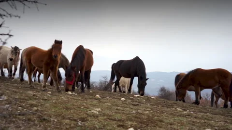 A remarkable horses on a field Stock Footage 158903828