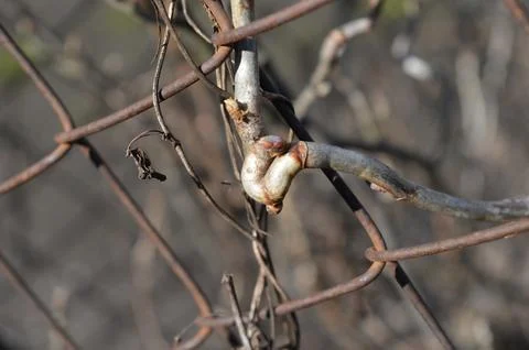 A remarkable knot forms on a vine, showcasing its adaptation Stock Photos