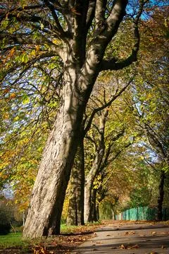 Remarkable shape of tree and its environment fresh branches and twigs brown.. 스톡 사진