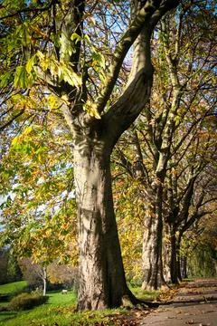 Remarkable shape of tree and its environment fresh branches and twigs brown.. Foto stock