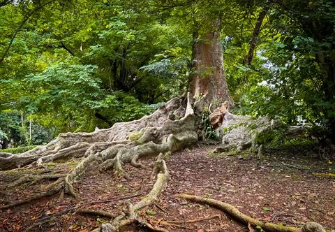 Remarkable shape of tree and its environment fresh branches and twigs brown.. Stock Photos