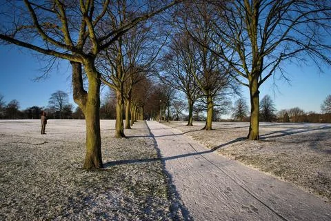 Remarkable shape of tree and its environment fresh branches and twigs brown.. Stock Photos