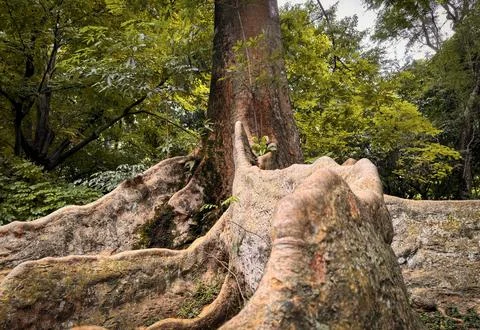 Remarkable shape of tree and its environment fresh branches and twigs brown.. Stock Photos
