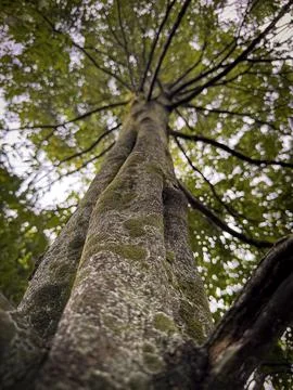 Remarkable shape of tree and its environment fresh branches and twigs brown.. Stock Photos