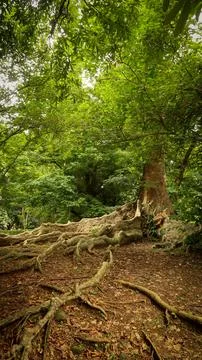 Remarkable shape of tree and its environment fresh branches and twigs brown.. Stock Photos
