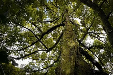 Remarkable shape of tree and its environment fresh branches and twigs brown.. Stock Photos