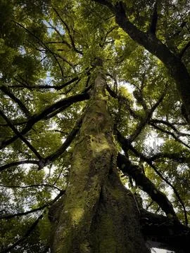 Remarkable shape of tree and its environment fresh branches and twigs brown.. Stock Photos