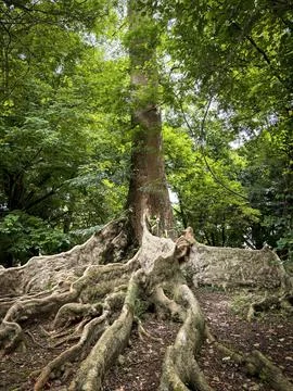 Remarkable shape of tree and its environment fresh branches and twigs brown.. 스톡 사진