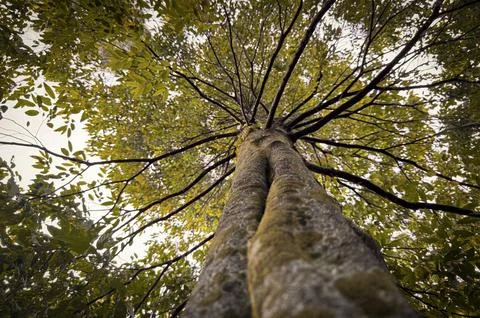 Remarkable shape of tree and its environment fresh branches and twigs brown.. Foto stock