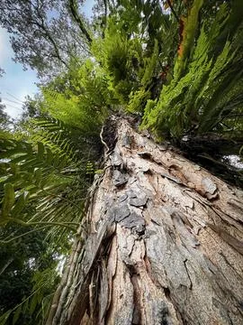 Remarkable shape of tree and its environment fresh branches and twigs brown.. Stock Photos