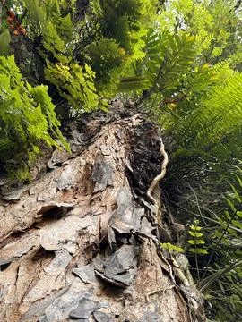 Remarkable shape of tree and its environment fresh branches and twigs brown.. Foto stock