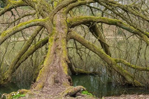 Remarkable tree over pond Stock Photos