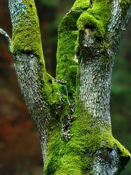 Remarkable tree Stock Photos