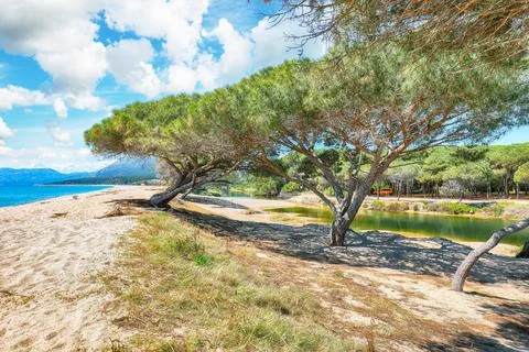Remarkable view of Maritime pine trees and Osala Beach in national park Sta.. Stock Photos