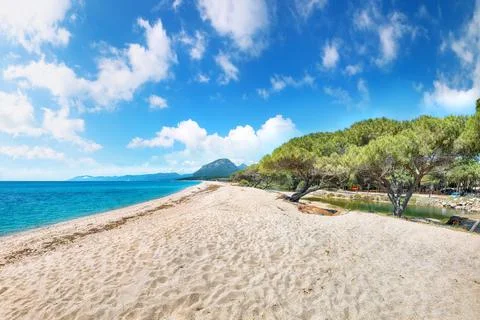 Remarkable view of Maritime pine trees and Osala Beach in national park Sta.. Foto stock