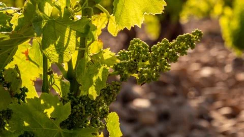 Remarkable wine grape spring cluster Provence France Foto stock