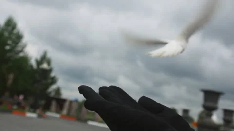 Remember. Release doves into the sky. Memory of the deceased. Stock Footage 30552183