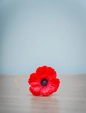 Rememberance Day Red Poppy Stock Photos