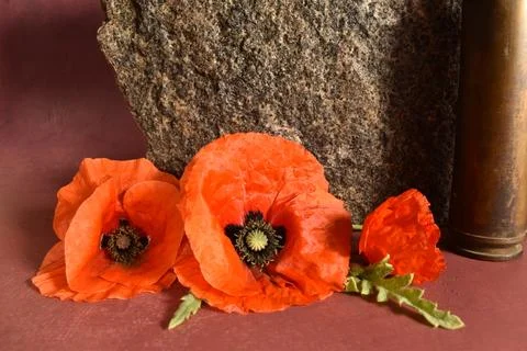 Remembrance day Stock Photos