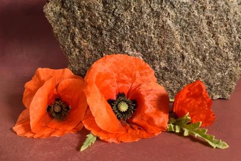 Remembrance day Stock Photos
