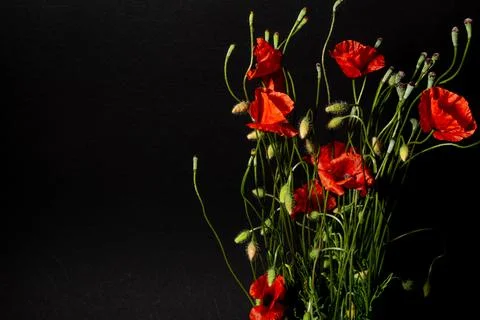 Remembrance Day Stock Photos