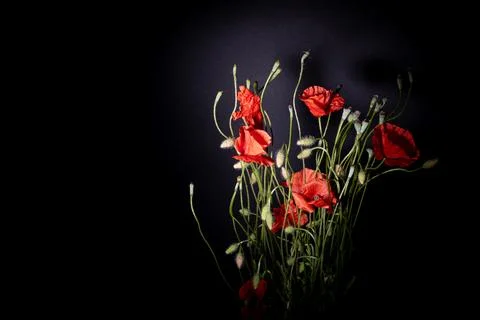 Remembrance Day Stock Photos
