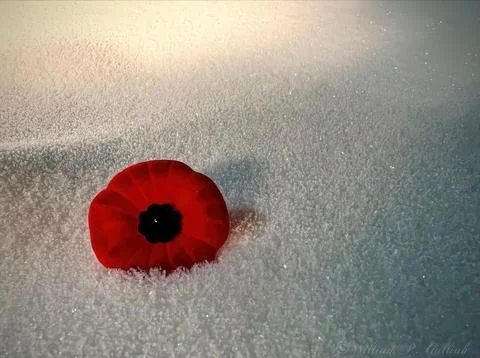 Remembrance Day Stock Photos
