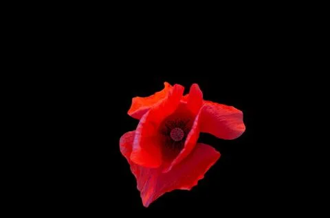 Remembrance Day, World War, Remembrance Sunday. Beautiful poppy Stock Photos
