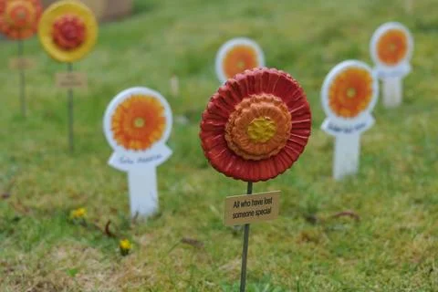 Remembrance flower Stock Photos