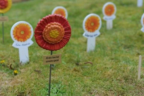 Remembrance flower Stock Photos