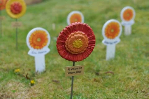 Remembrance flower Stock Photos