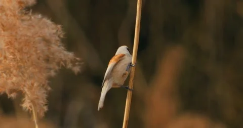 Remiz Pendulinus gathering nesting materials in slow motion Stock Footage 331726045