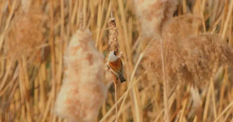 Remiz Pendulinus gathering nesting materials in slow motion Video stock 331726746