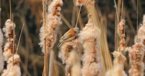 Remiz Pendulinus gathering nesting materials in slow motion Stock Footage 331728676