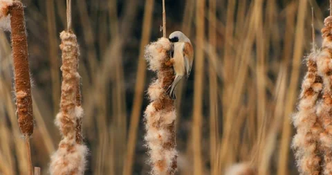 Remiz Pendulinus gathering nesting materials in slow motion Stock Footage 331728799