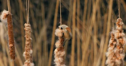 Remiz Pendulinus gathering nesting materials in slow motion Stock-Footage 331728889