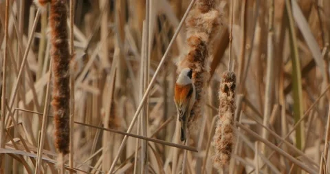 Remiz Pendulinus gathering nesting materials in slow motion Stock Footage 331728986