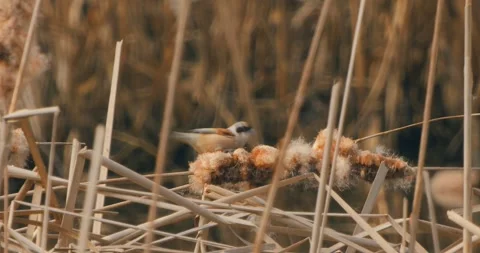 Remiz Pendulinus gathering nesting materials in slow motion Video stock 331731010
